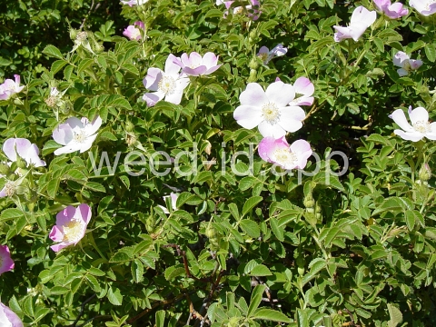 rose, sweetbriar
